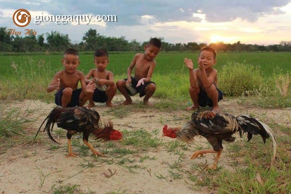 Kinh nghiệm chọn được giống gà đá tốt