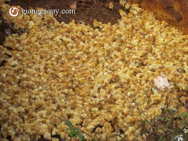 Hướng dẫn cách chọn gà giống tốt nhất