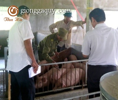 Tăng cường công tác tiêm vắc xin phòng bệnh cho gia súc vụ thu đông