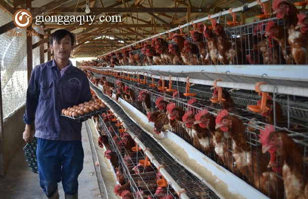 Những điều cần biết về xây dựng mô hình trang trại khép kín