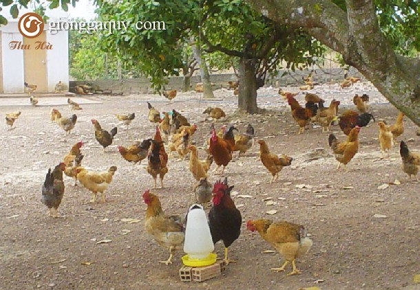 Làm giàu từ nuôi gà ta thả vườn