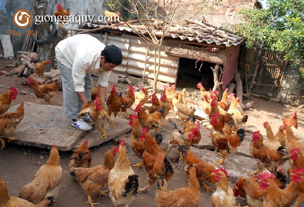 Mô hình chăn nuôi gà bán công nghiệp trên đệm lót sinh