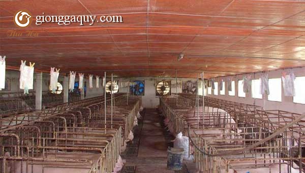 Kinh nghiệm làm mát gia súc, gia cầm trong những ngày nắng nóng