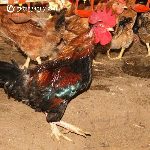 Bán gà ri tía mận lai