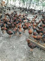 Bán gà móng lai giống