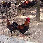 Bán gà Mía Sơn Tây thuần chủng giống