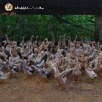 Bán vịt siêu trứng triết giang