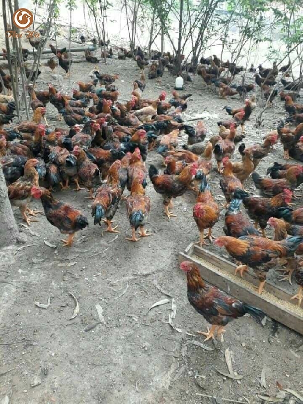 Bán gà móng lai giống